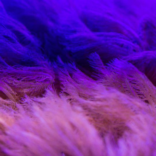 Matilde Soldati, Salt Lagoon, 2020, vidéo still