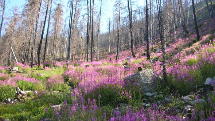 Forêt brûlée © Parc naturel Pfyn-Finges